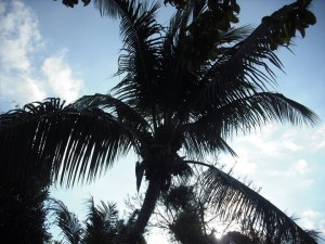Cozumel palm tree